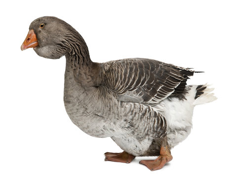 Toulouse goose, standing in front of white background