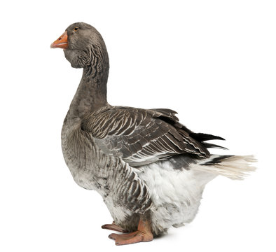 Side view of Toulouse goose, standing against white background