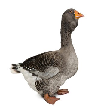 Side view of Toulouse goose, standing and looking away
