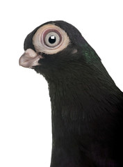 Close-up of Budapest Highflier pigeon against  white background