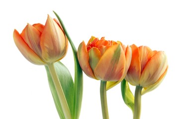 some orange tulips