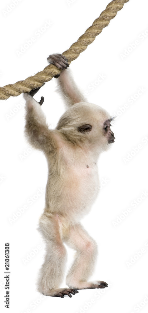 Wall mural young pileated gibbon, 4 months old, hanging on rope