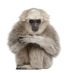 Fototapeta premium Front view of Young Pileated Gibbon, 1 year old, sitting