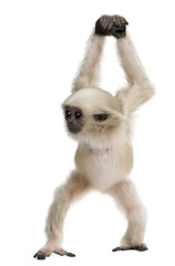 Front view of Young Pileated Gibbon, 4 months old, walking