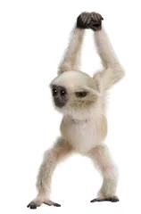 Papier Peint photo Lavable Singe Vue de face du jeune Gibbon Pileated, 4 mois, marchant