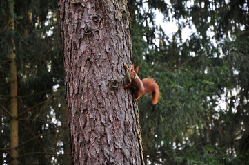 Eichhörnchen © Reena