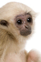 Side view of Young Pileated Gibbon, 4 months old