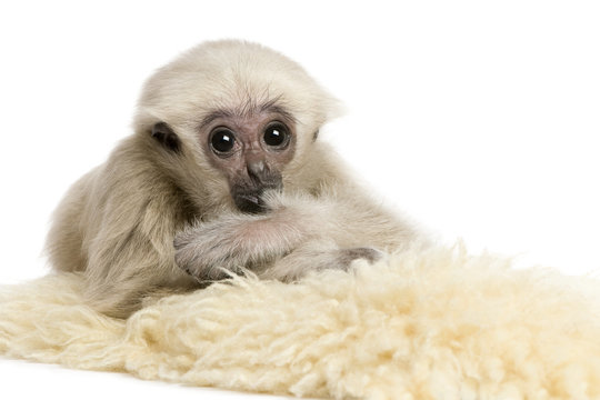 Young Pileated Gibbon, 4 months old, lying down on rug