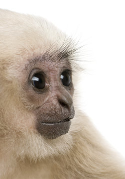 Close-up of Young Pileated Gibbon, 4 months old