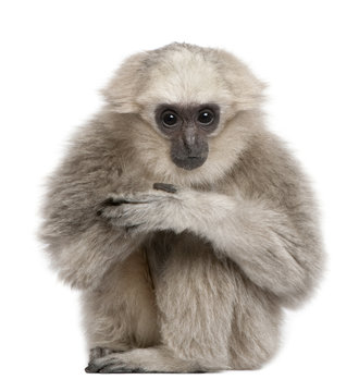 Front view of Young Pileated Gibbon, 1 year old, sitting