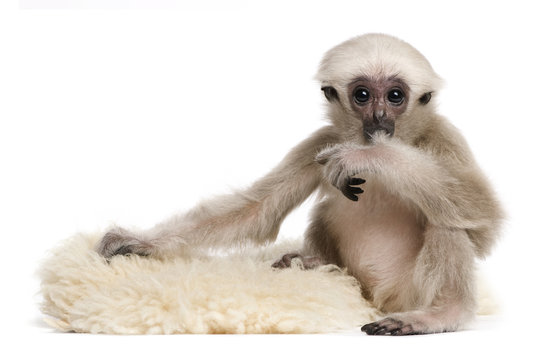 Young Pileated Gibbon, 4 months old, sitting on rug