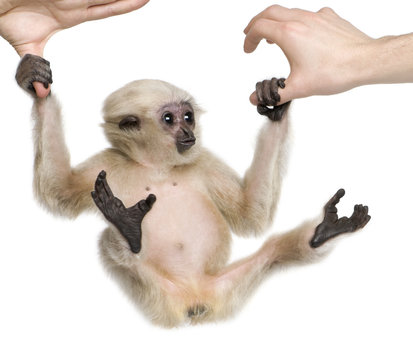 Young Pileated Gibbon, 4 months old, swinging from hands