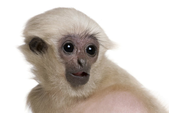 Close-up of Young Pileated Gibbon, 4 months old