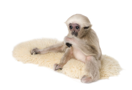 Side view of Young Pileated Gibbon, 4 months old, sitting on rug
