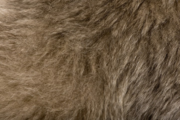 Close-up of Young Pileated Gibbon's fur, 1 year old