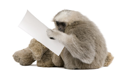 Naklejka premium Young Pileated Gibbon, 1 year, sitting with paper in hand