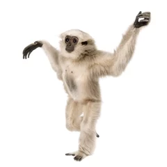 Papier Peint photo autocollant Singe Vue latérale du jeune Gibbon Pileated, 1 an, marche