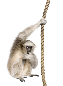 Side view of Young Pileated Gibbon, 1 year old, hanging on rop