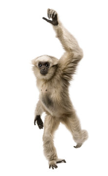 Front view of Young Pileated Gibbon, 1 year old, walking