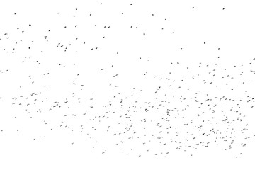 Flock of birds against white background