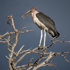 Marabou Stork, Serengeti National Park, Serengeti, Tanzania