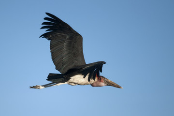 Marabou Stork, Serengeti National Park, Serengeti, Tanzania