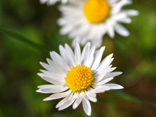 G&auml;nsebl&uuml;mchen