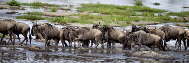 Wildebeest, Serengeti National Park, Serengeti, Tanzania, Africa