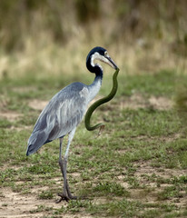 Black-headed Heron, Ardea melanocephala, with snake in beak