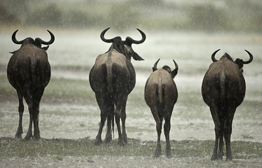 Wildebeest in the rain, Serengeti National Park, Serengeti