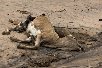 Dead cow on the ground, Tanzania, Africa