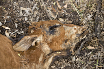 Obraz premium Close-up of dead cow on the ground, Tanzania, Africa