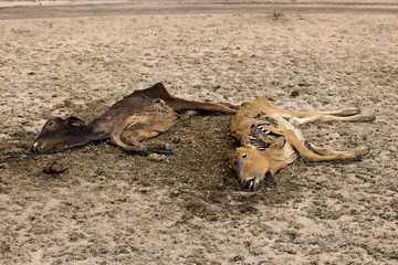 Dead cows on the ground, Tanzania, Africa