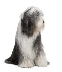 Bearded Collie, sitting in front of white background