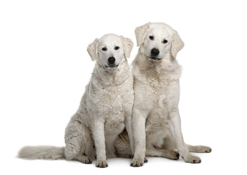 Two Kuvasz dogs, sitting in front of white background