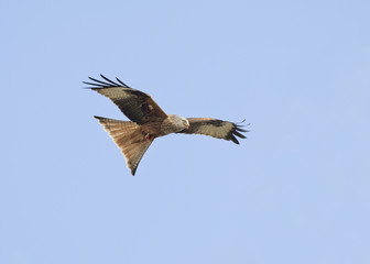 Fototapeta premium Red Kite (Milvus milvus)