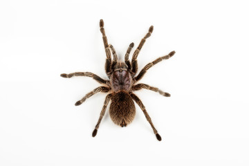 Große Spinne
