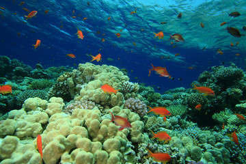 Naklejka na ściany i meble Beautiful Coral Reef