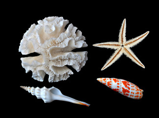 coral, starfish, and seashells © Dmitry