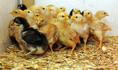 Eine Gruppe neugeborener Küken