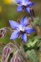 Bourrache officinale