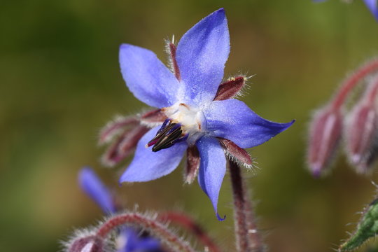 Bourrache officinale