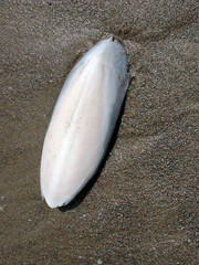 Osso di seppia sulla spiaggia