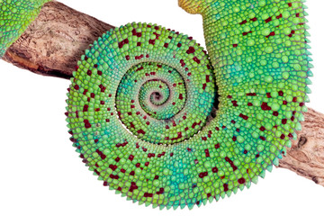 Queue de caméléon de La réunion sur fond blanc © Frog 974