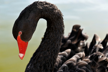 Fototapeta premium Black Swan