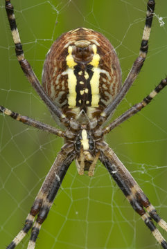 Web-decorating spider,