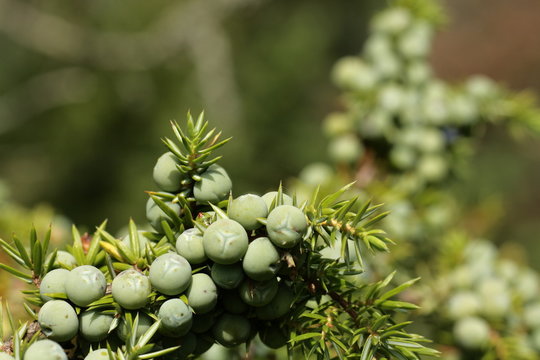 Baies de genévrier commun (Juniperus communis)
