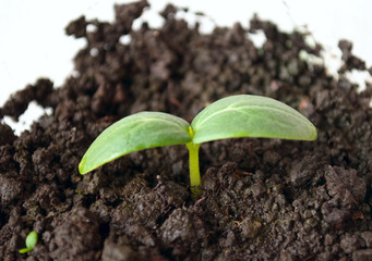 Green sprout