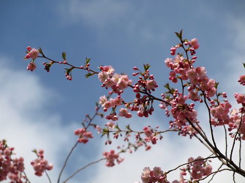 japanese cherry tree in the spring