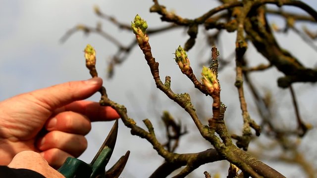 Baum schneiden / Video